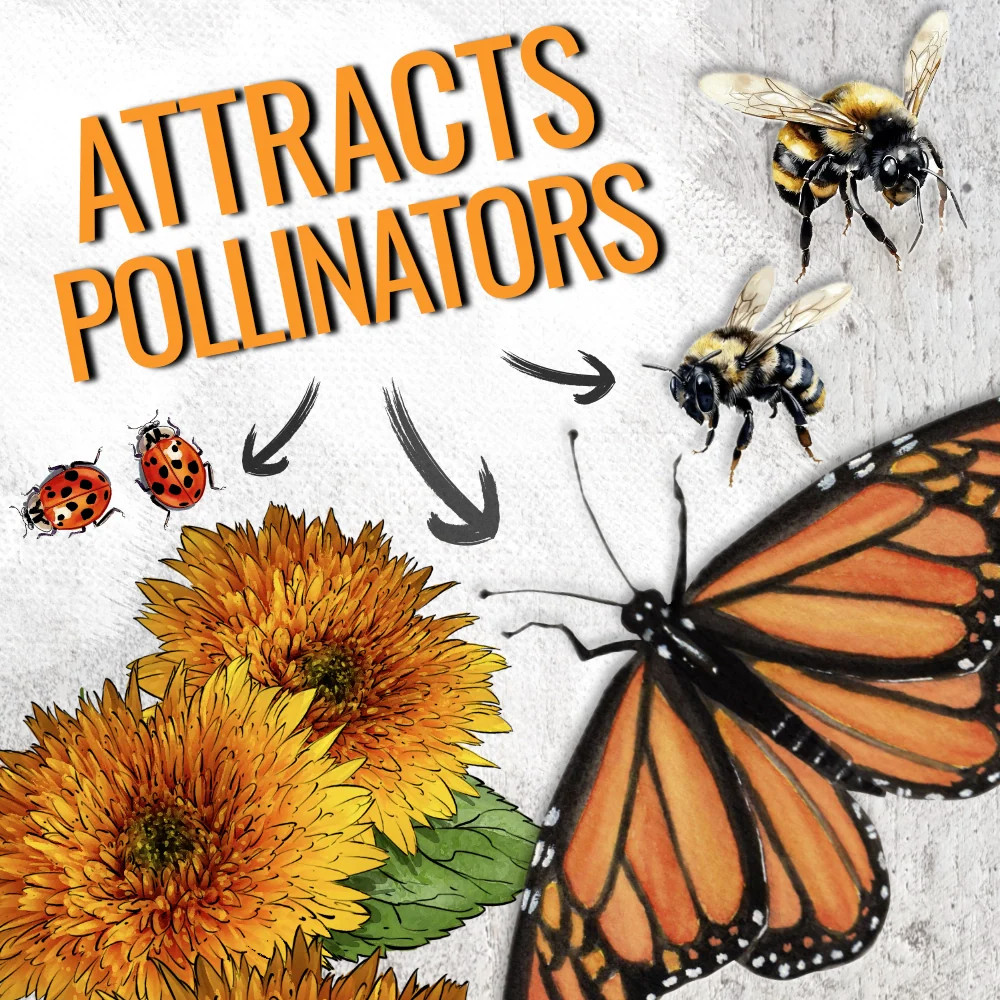 Tall Sungold Sunflower Seeds For Planting (Helianthus annuus)