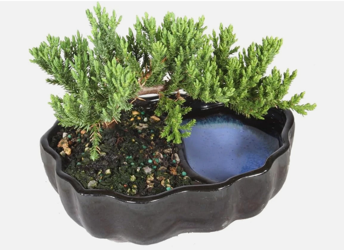 Chinese Elm Bonsai Tree – Curved Trunk Style (Extra Small)