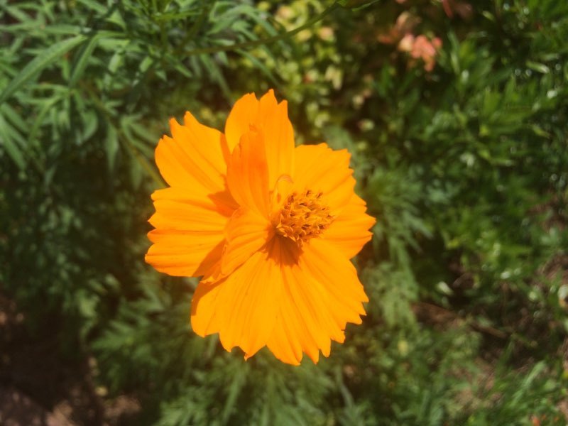 Orange and Yellow Cosmos – Gorgeous blooms & Pollinator Gold [200 Fresh Seeds]