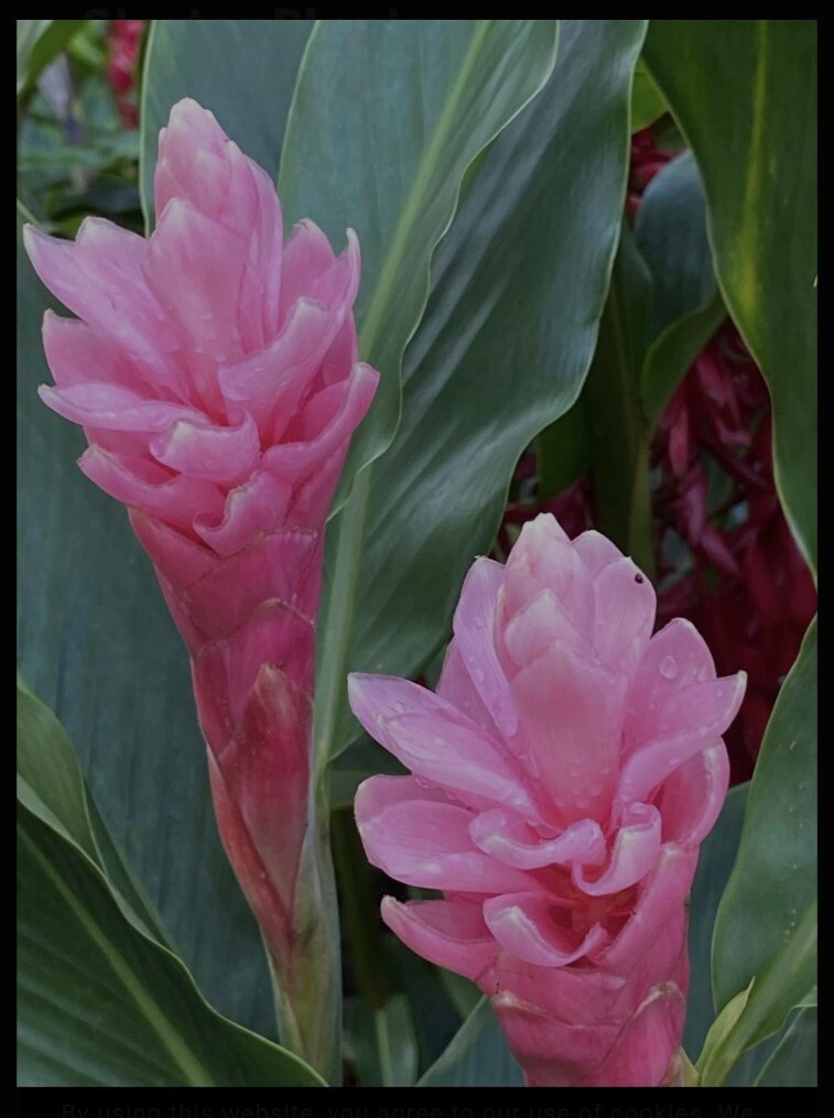 Pink Hawaiian Ginger Plant (Alpinia purpurata) Roots