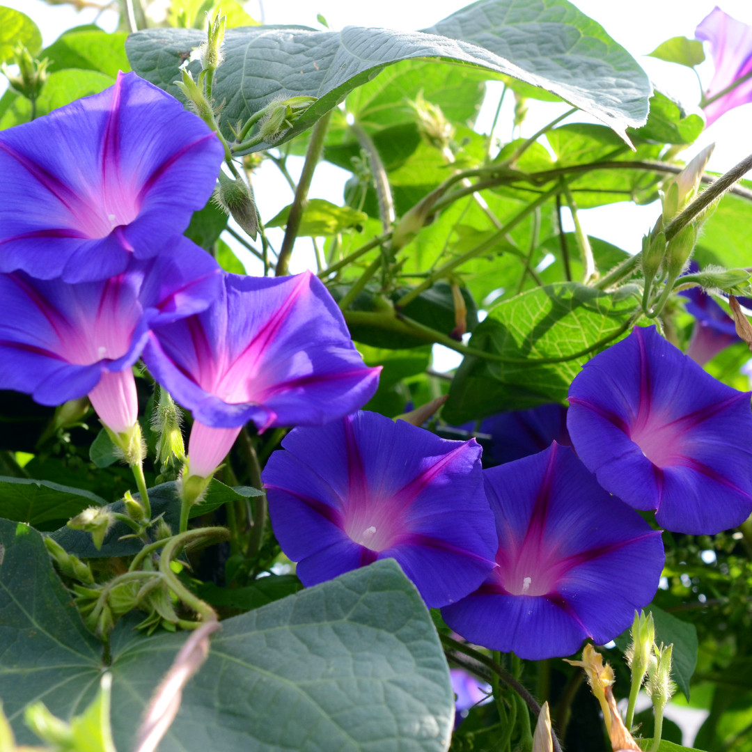 IPOMEA PURPUEA Mix Tall MORNING GLORY FLOWER VINE SEEDS Fast Hardy Climber Plant
