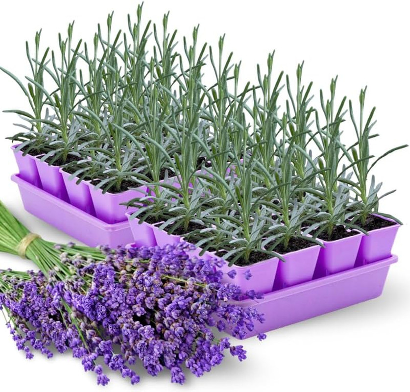 3 Plugs Lavender Plants Live Starter Plants 1-3″ in Tall, Hardy Perennial Lavend