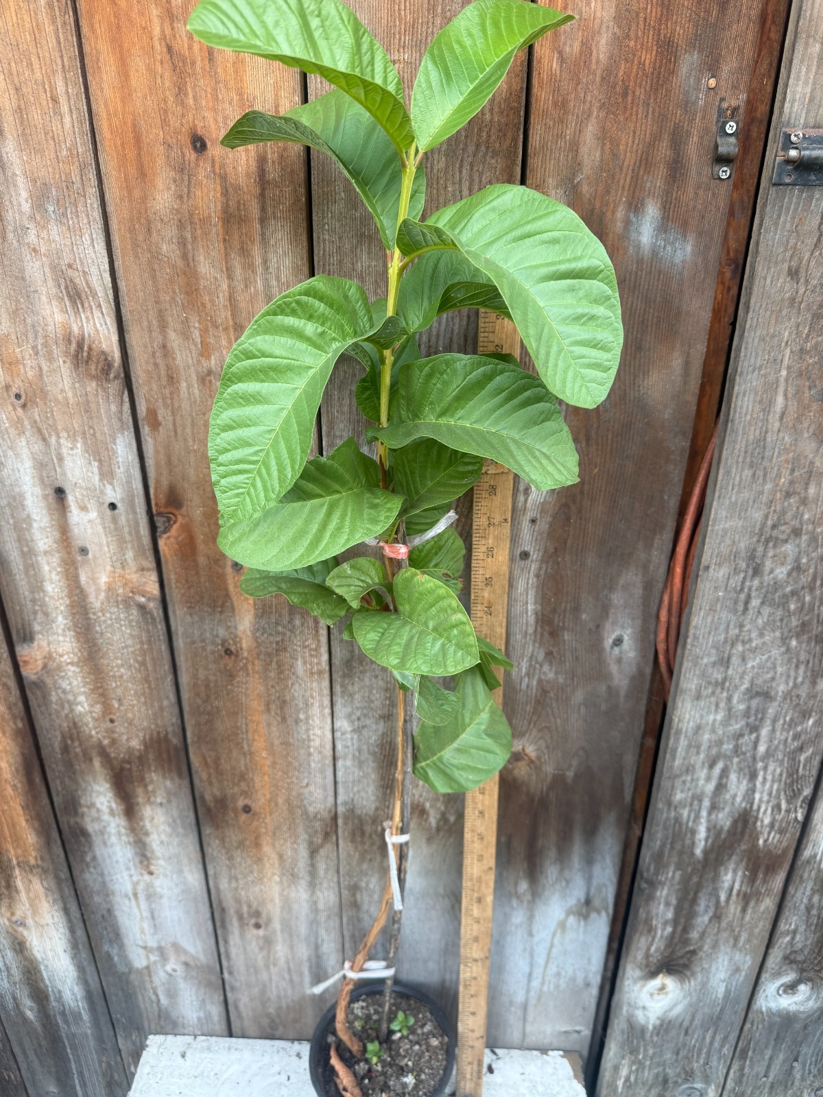 1 Snow White Tropical Guava Fruit Tree Psidium Guajava Starter Tree App. 35″