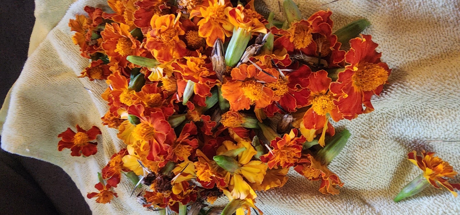 French Marigold Sparky Mix, Beautiful Colors, Garden Pest Deterrent, FREE SHIP