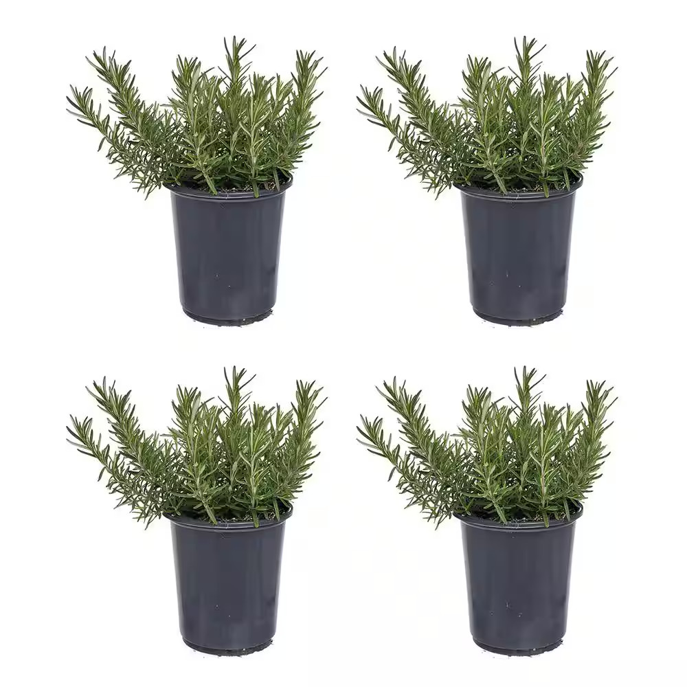 2.5 Qt. Rosemary Officinalis Perennial (4-Pack)