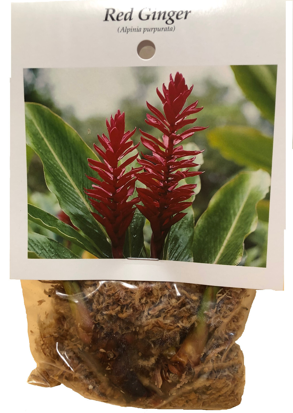 3 HAWAIIAN TROPICAL RED GINGER PLANT ROOTS – Fragrant Easy Grow Indoors Outdoors