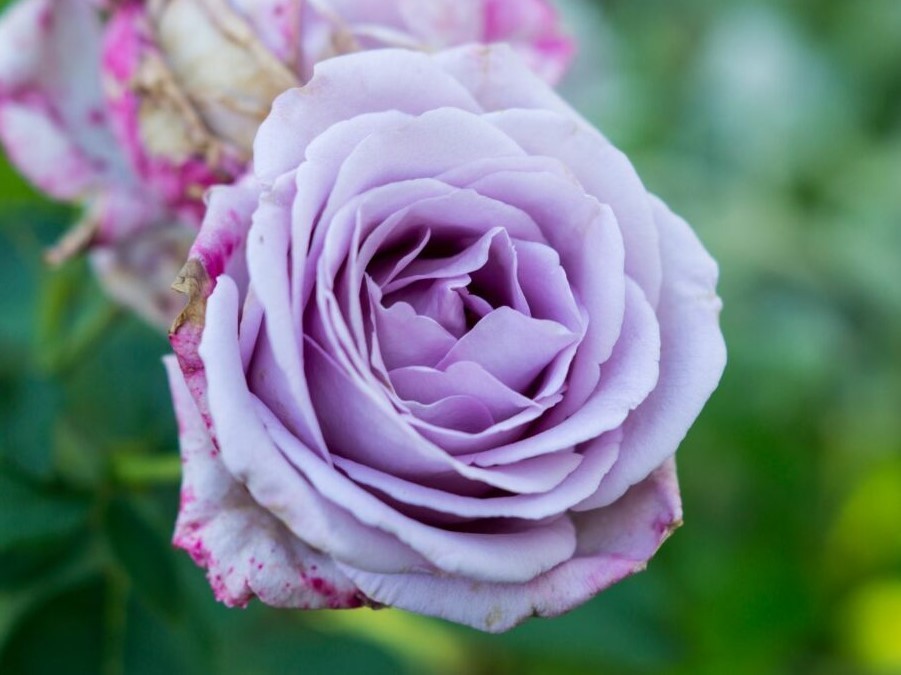 Light Purple Rose Seeds – Pack 30 Seeds – Rose Flower Gardening
