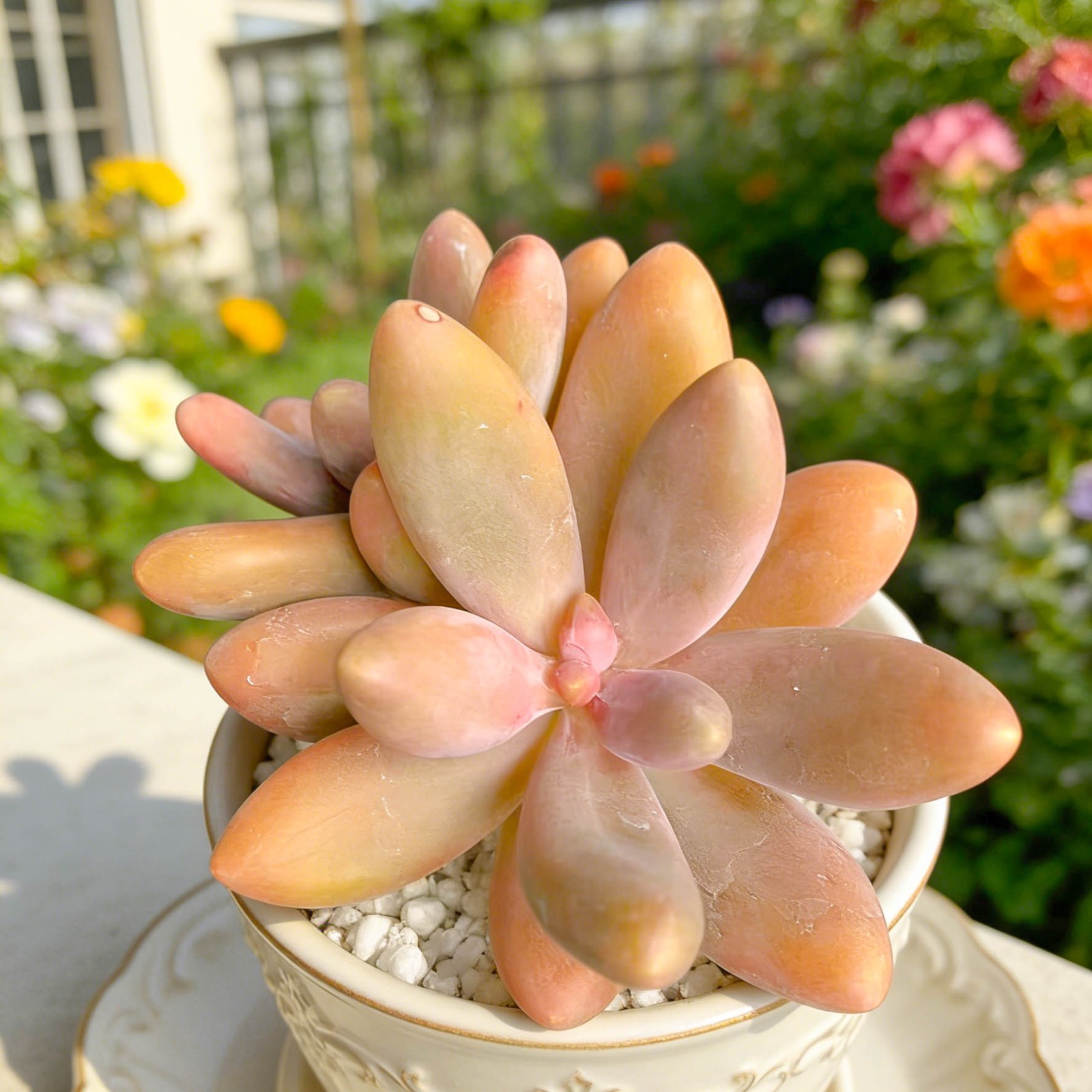Pachyphytum Captain Jessop Rare Succulent Plant, Bare Root Easy Care Live