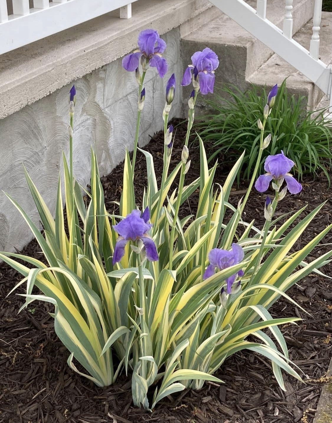 Iris pallida variegated known as the Variegated Sweet Iris Read Description