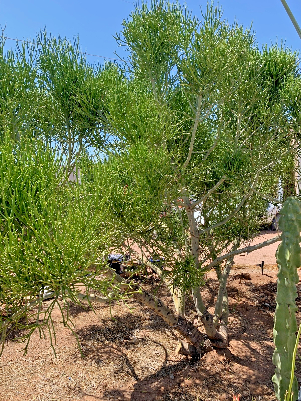 Pencil Cactus Live Potted Plant 2 Stems Per Pot Desert Plants Succulent