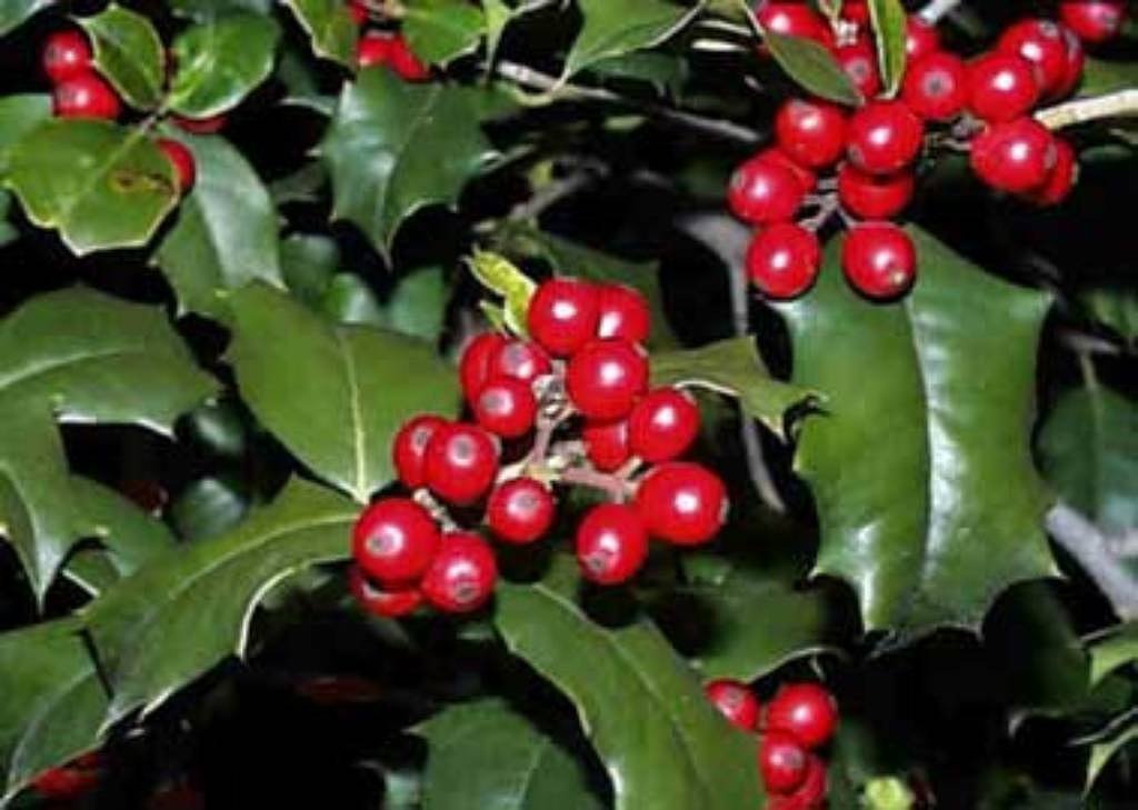 English Holly, Ilex aquifolium, Tree Seeds (Showy Evergreen, Hedge)