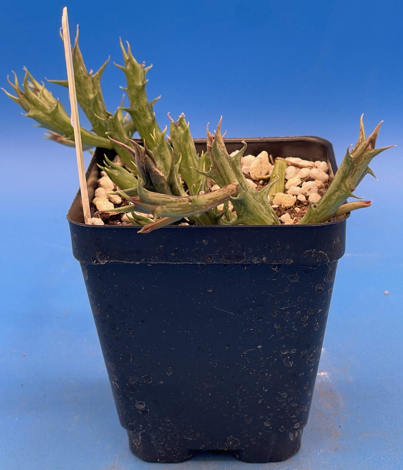 Orbea Dummeri Rooted In 3.5″ Pot – RARE! +1 Inch Lemon-Yellow Flowers!