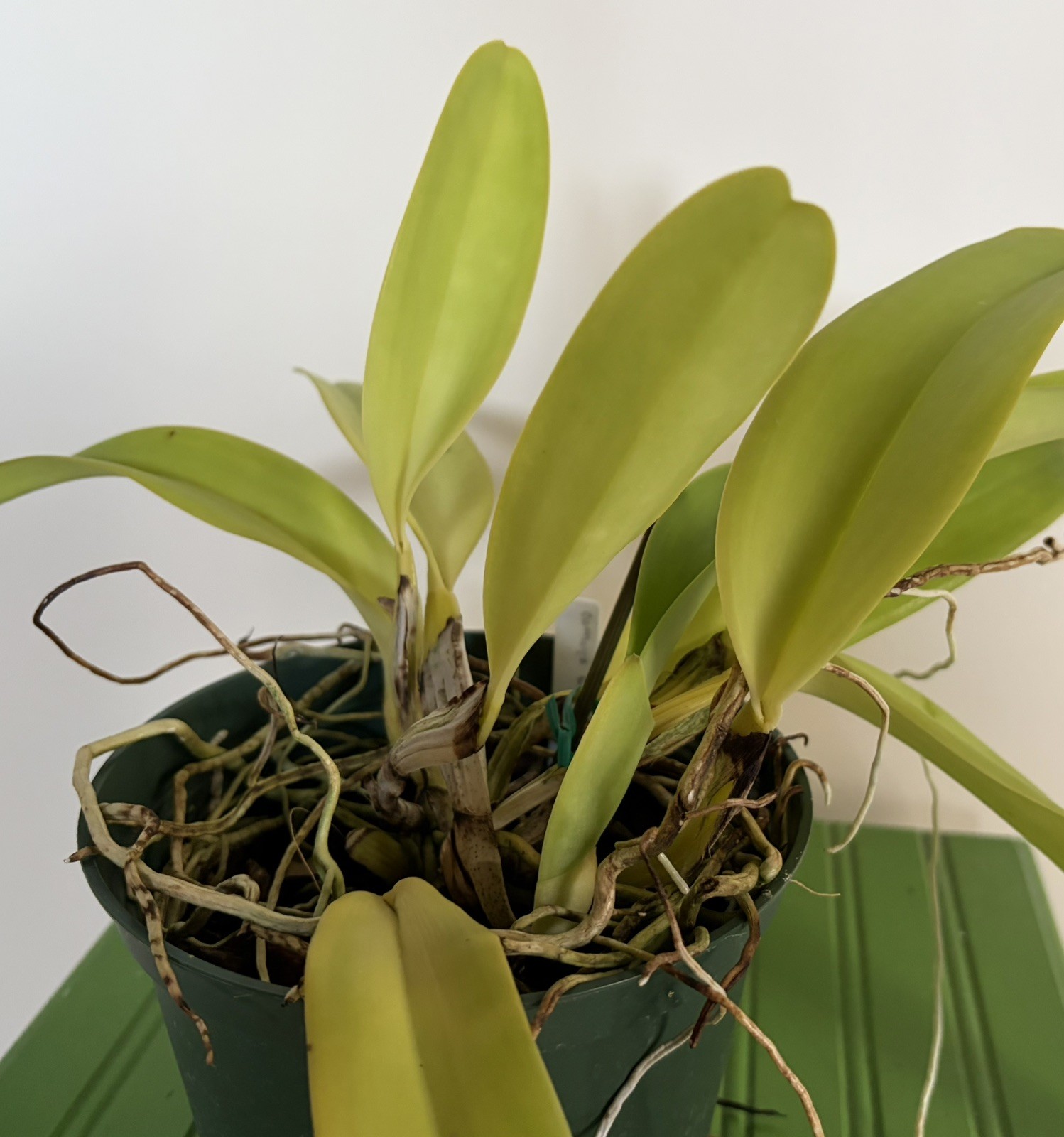 Cattleya warneri FRAGANT large-flowered spring-blooming orchid species MATURE