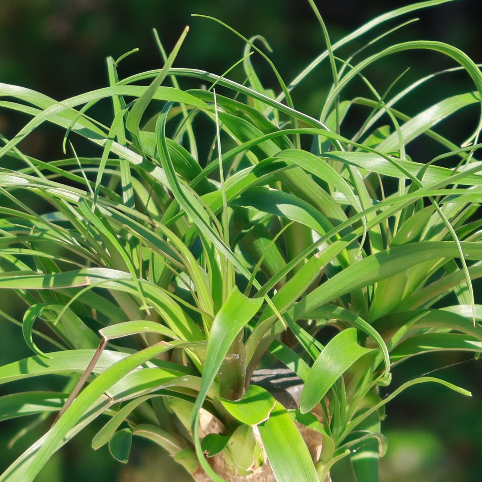 Ponytail palm ‘Beaucarnea recurvata’ cactus Cacti Succulent real live plant