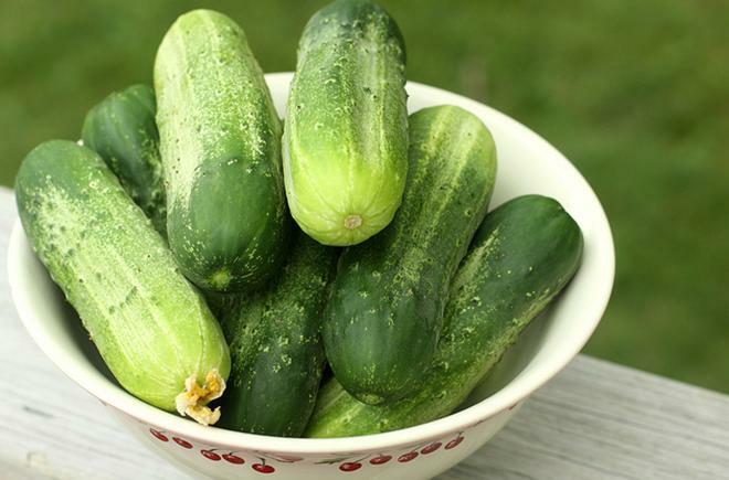 Boston Pickling Cucumber Seeds Heirloom NON GMO Fresh Seeds for Your Garden