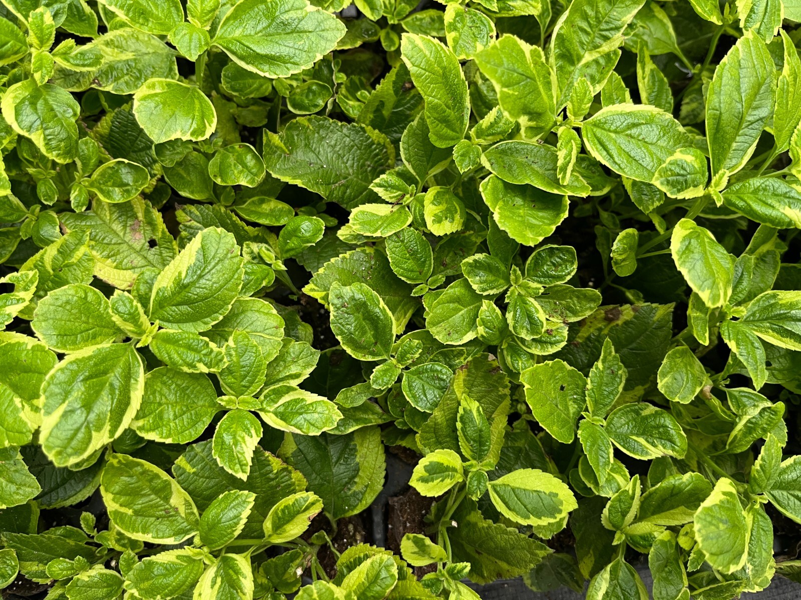 Variegated Lantana Samantha Live Plant, Healthy Starter for Pollinator Garden