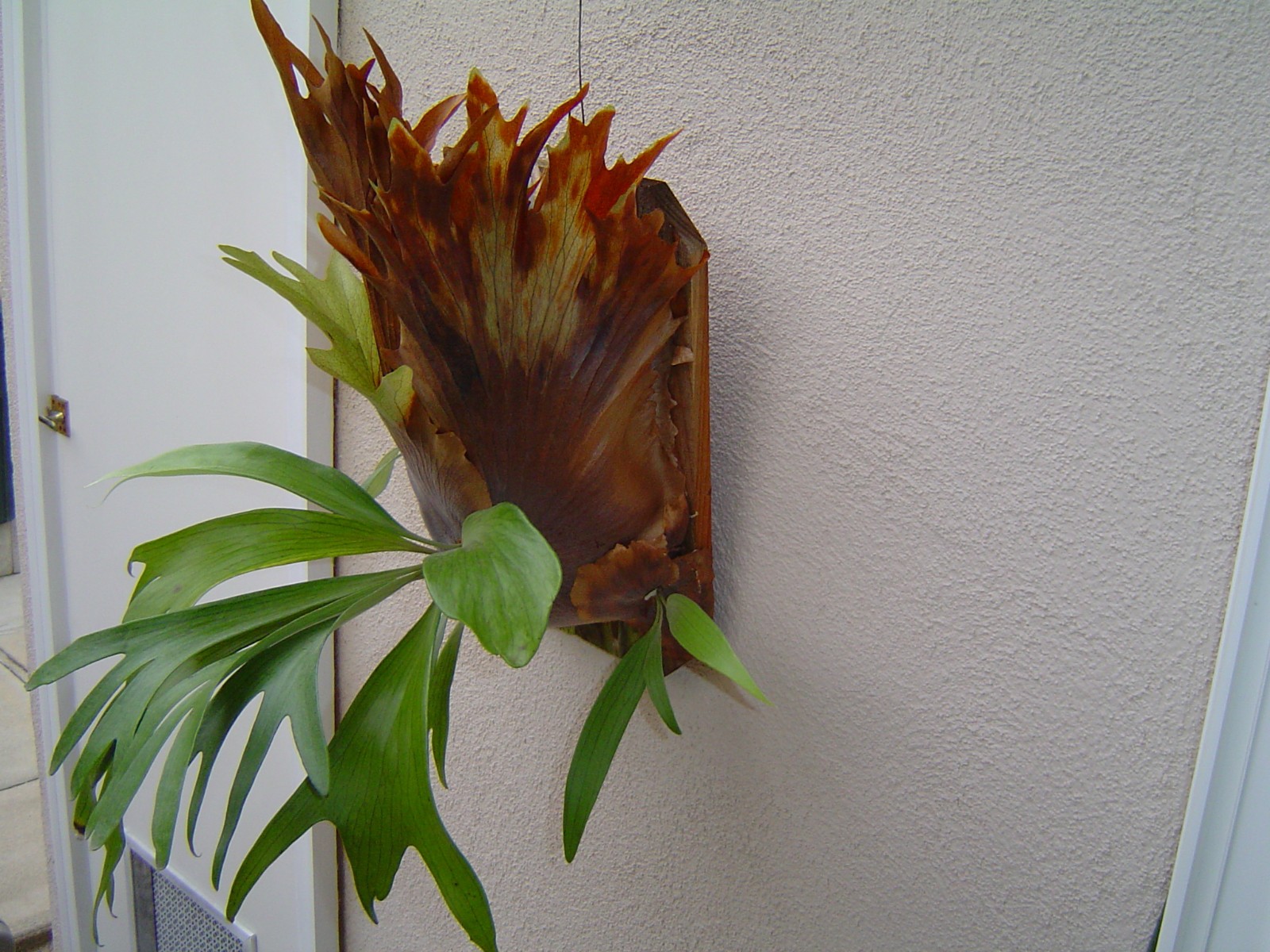 Staghorn Fern – Kaneohe Dwarf – Platycerium