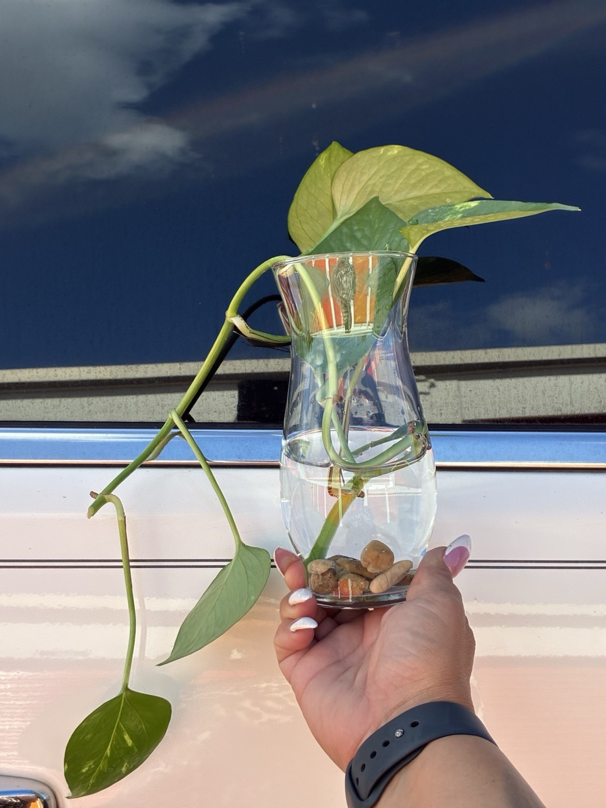 Pothos Broadleaf Cutting in Glass Vase with Water and Pebbles, Indoor Houseplant
