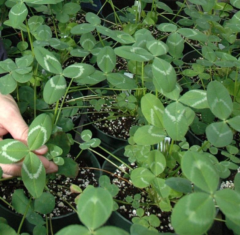 Regal Graze Ladino Clover Seed – 5 Lbs.