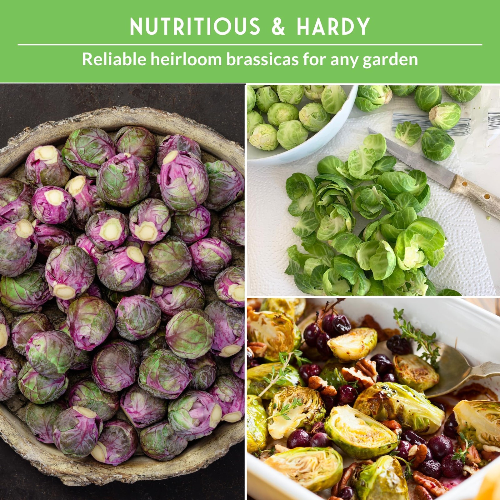 Brussels Sprouts Seeds 3 Variety Pack for Planting | Red, green, purple