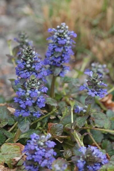 Ajuga Catlin’s Giant 25 Plants in 3-1/2 inch Pots