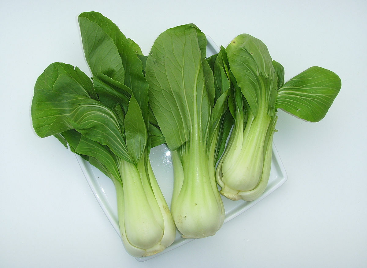 1500 Canton PAK CHOI Bok Choy Chinese Cabbage Seeds Non-GMO USA Seller