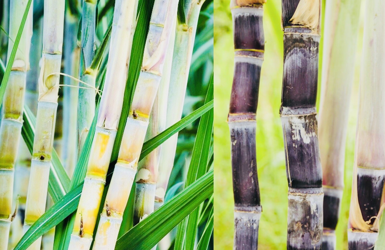 FRESH CUT SUGAR CANE STICKS (8 LBS) GREEN OR PURPLE NON GMO FREE SHIPPING