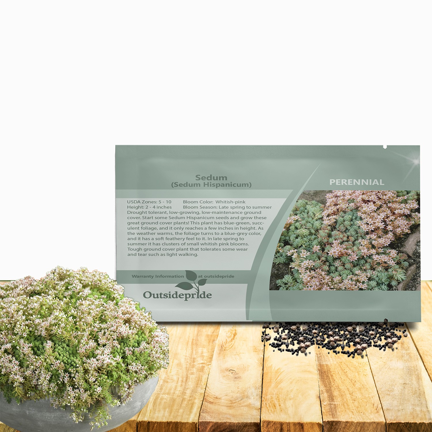 2000 Seeds Sedum Hispanicum Drought Tolerant Spanish Stonecrop Ground Cover