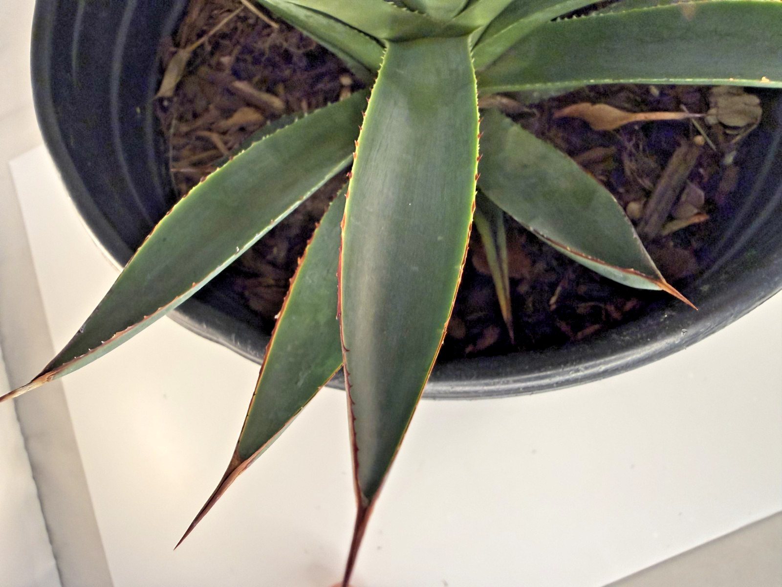 Agave Blue Glow Specimen Grade bare root plant – 4 Sizes Cactus Cacti Succulent
