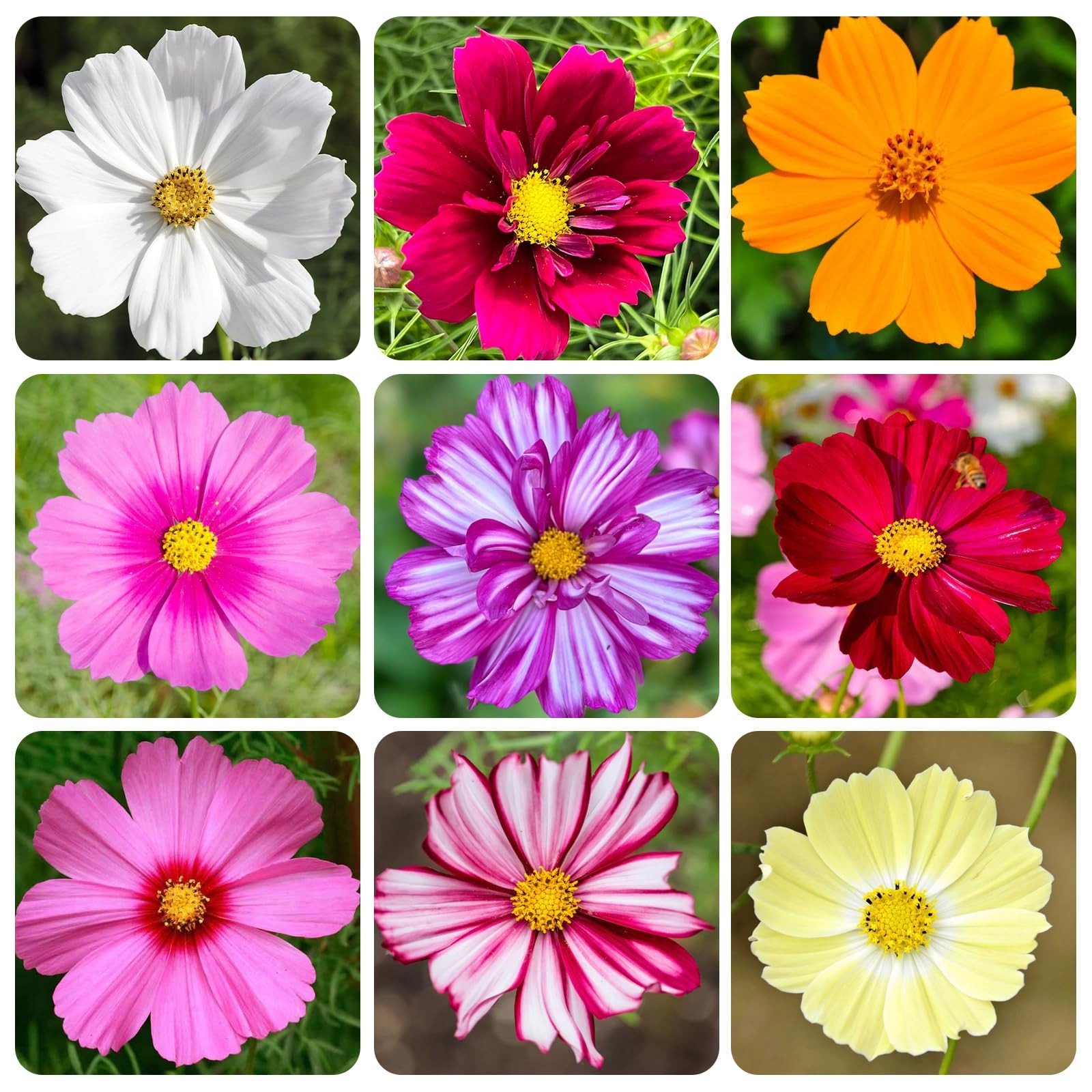 Perennial Cosmos Mixed Seeds 2000+ Non-GMO Vibrant Colors – Attracts Pollinators