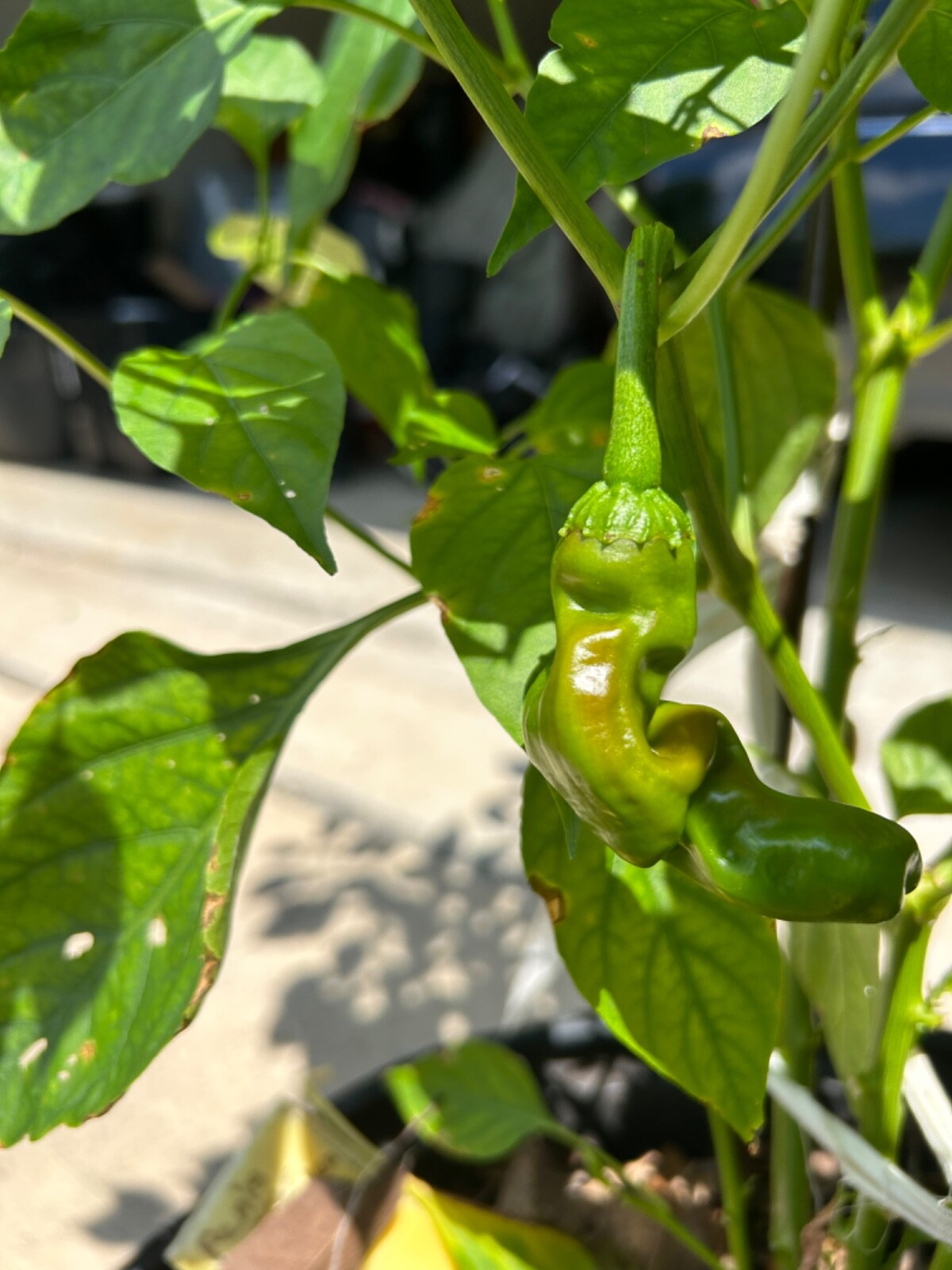 40+ Rare Red Authentic Penis Peter Pepper Seeds. Hot Heirloom Non Gmo