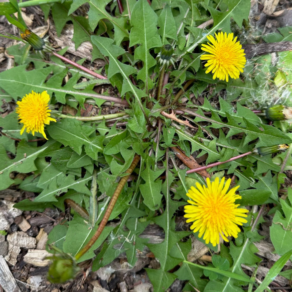 Dandelion Live Plant – 4″ Pot – Edible Medicinal Herb for Garden & Containers