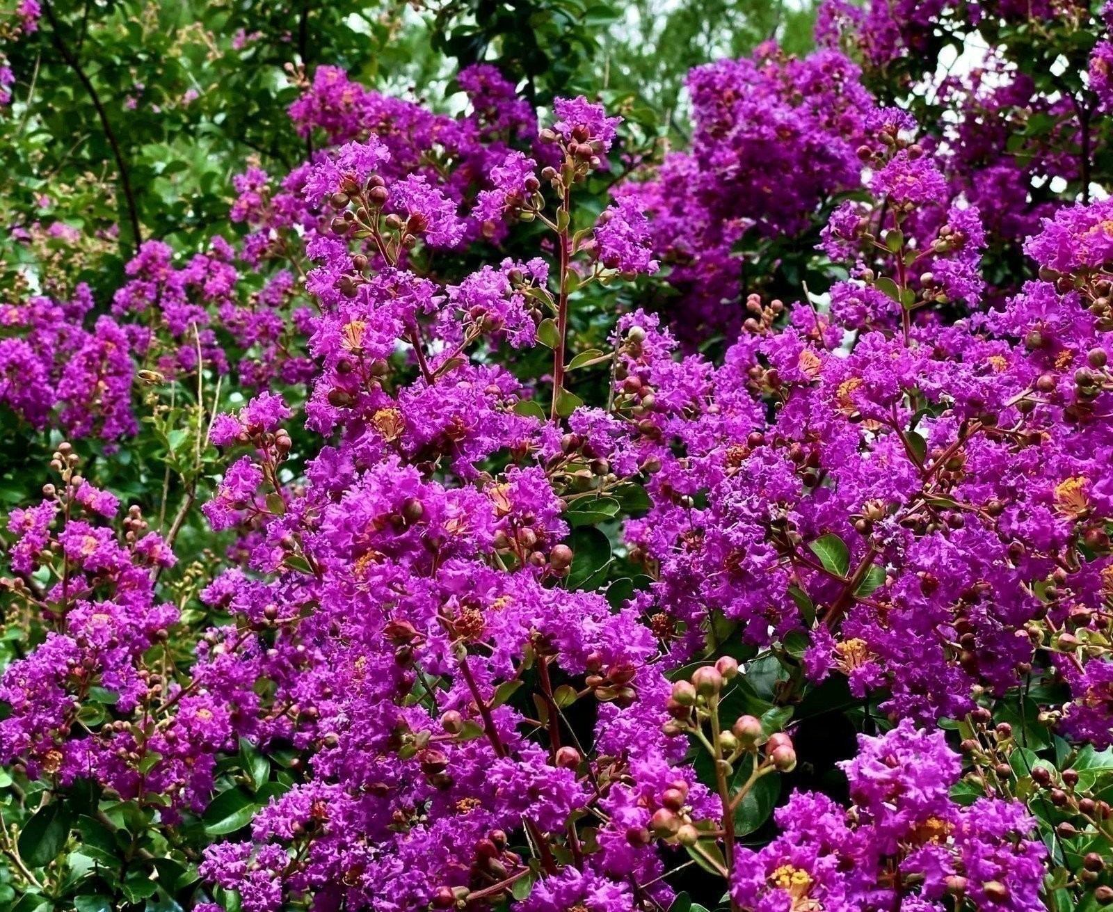 Crape Myrtle Twilight | 3 Gallon | Lagerstroemia indica | Summer Blooms