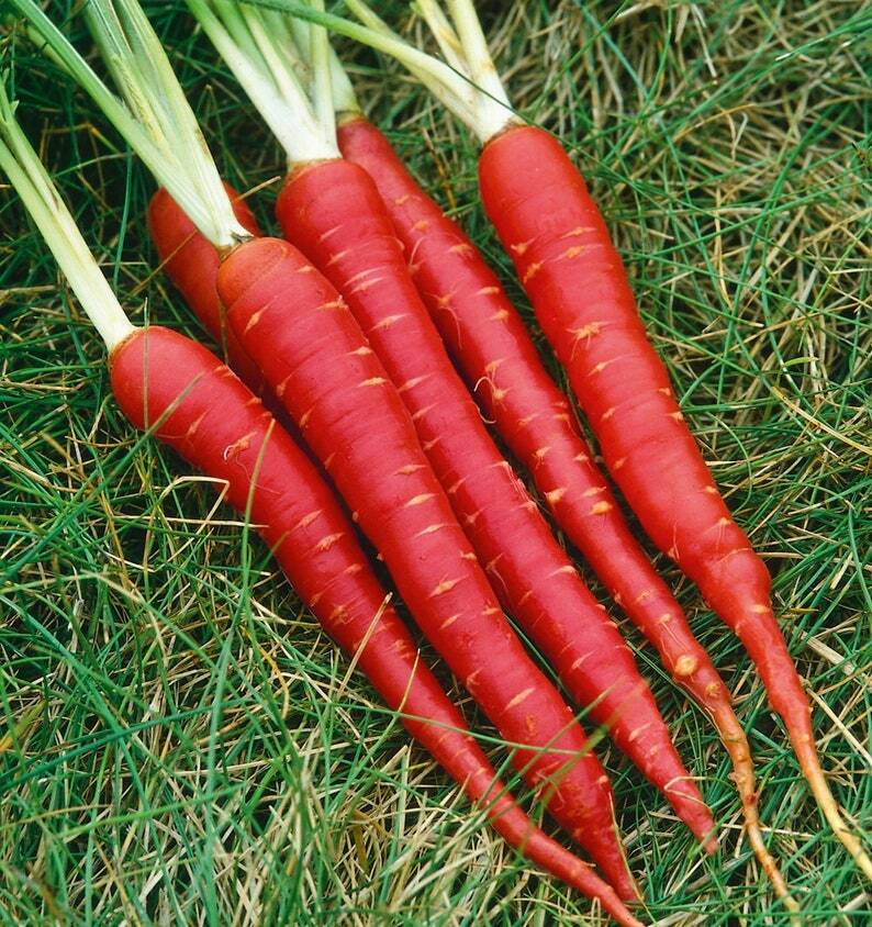 Atomic Red Carrot Seeds 150+ Vegetable Garden NON-GMO USA FREE SHIPPING