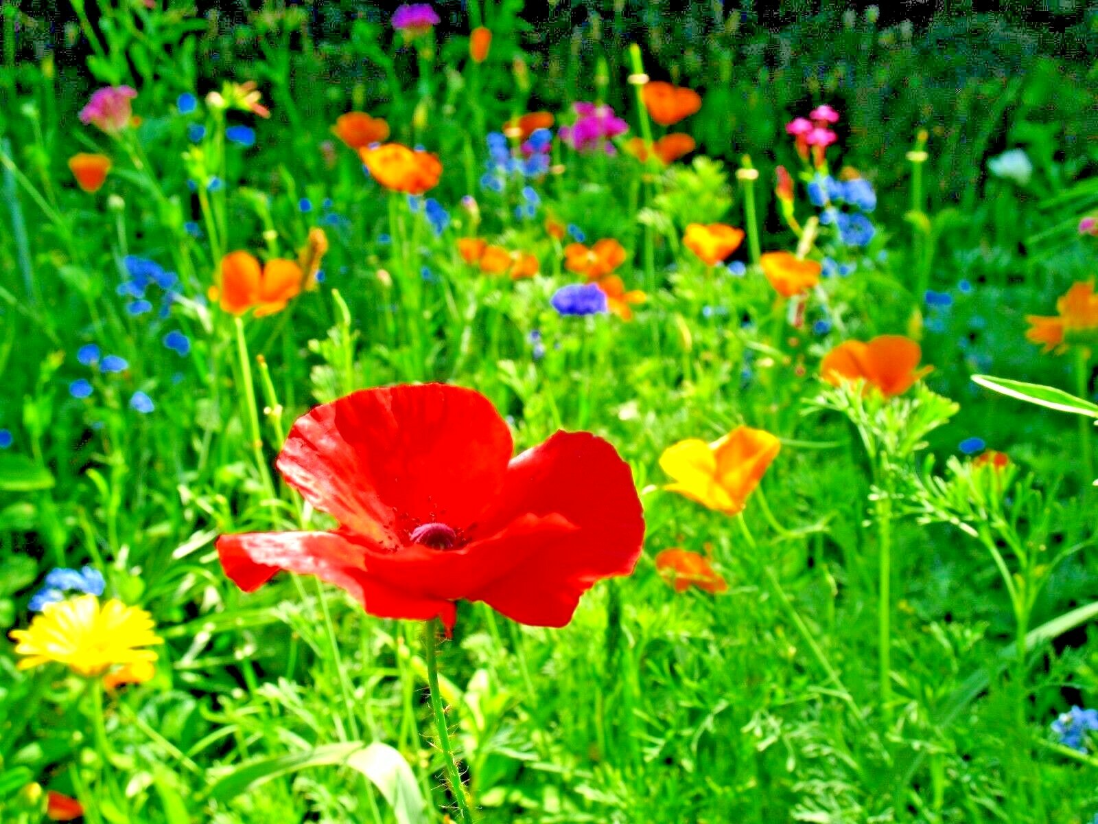 2000+CORN Field POPPY MIX Flower Seeds Wildflower Garden Container Fast Easy