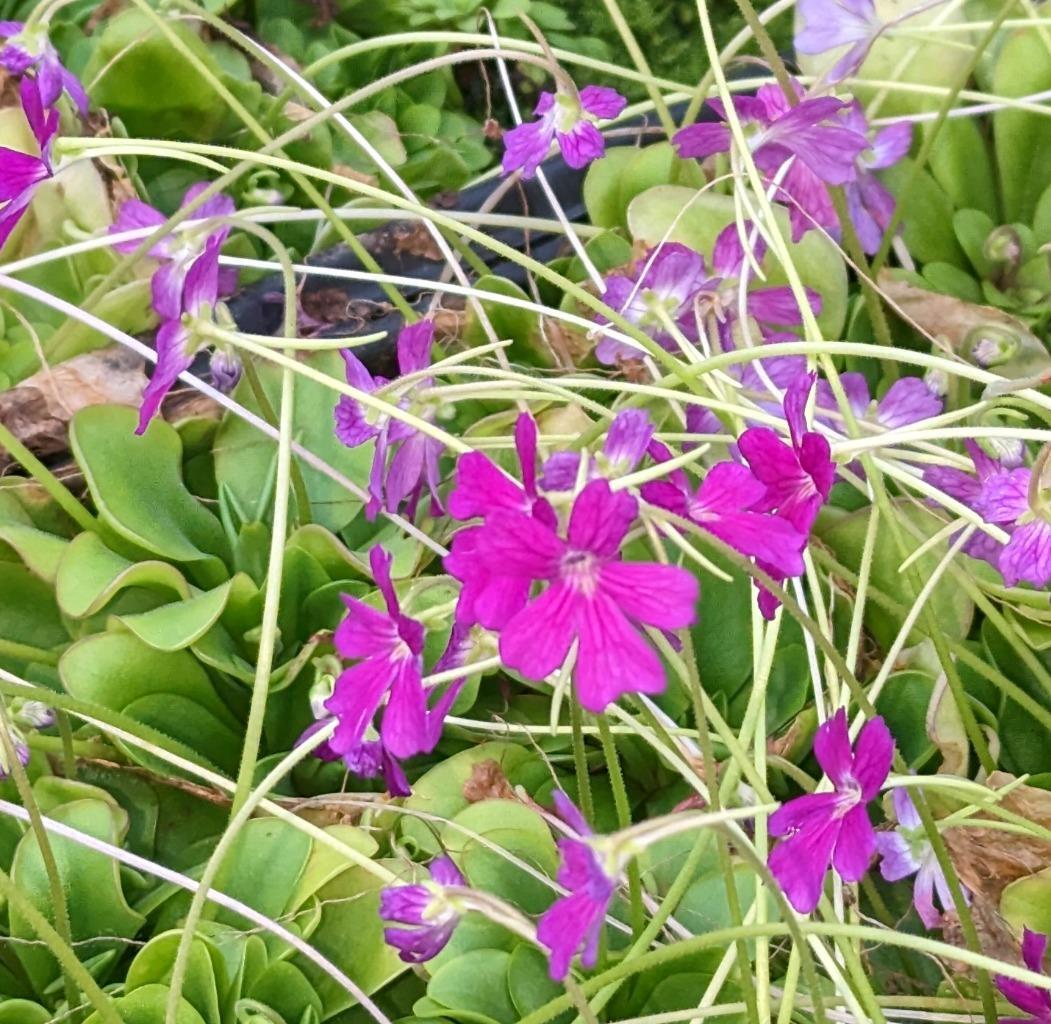 Blooming Size Carnivorous Plant Pinguicula laueana x emarginata. Butterwort!