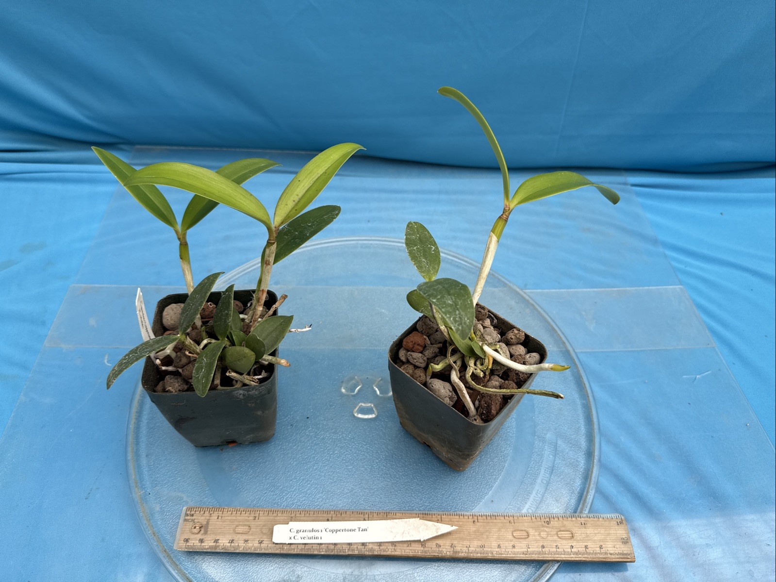 Cattleya granulosa ‘Coppertone Tan’ X velutina Spotty Orchid Eros Hybrid 4” Pot