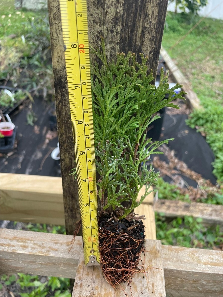 3 Little Giant Arborvitae Landscape Plant Starter Plug Thuja occidentalis