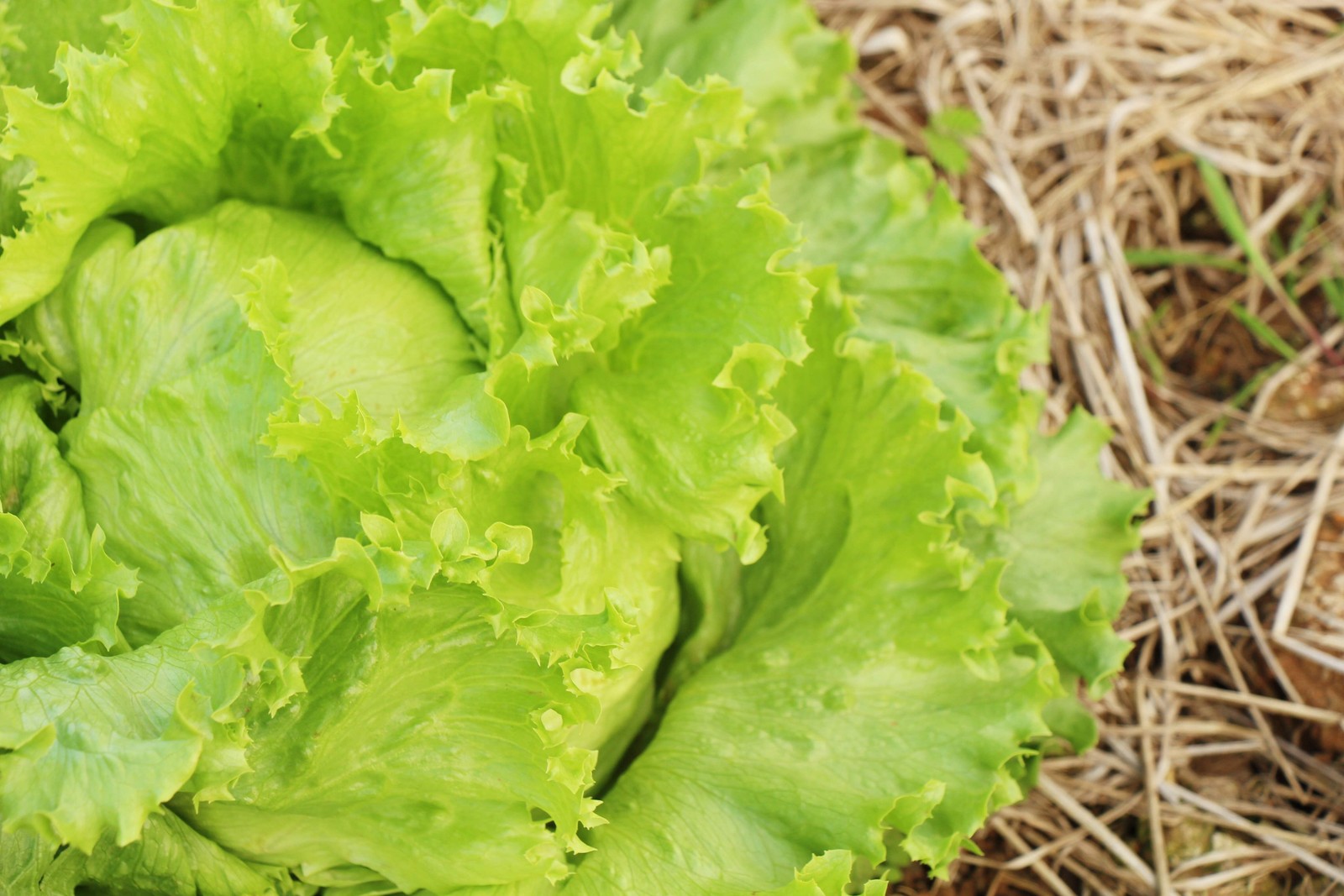 1000 GREAT LAKES LETTUCE Batavian ICEBERG Lactuca Sativa Vegetable Seeds *CombSH