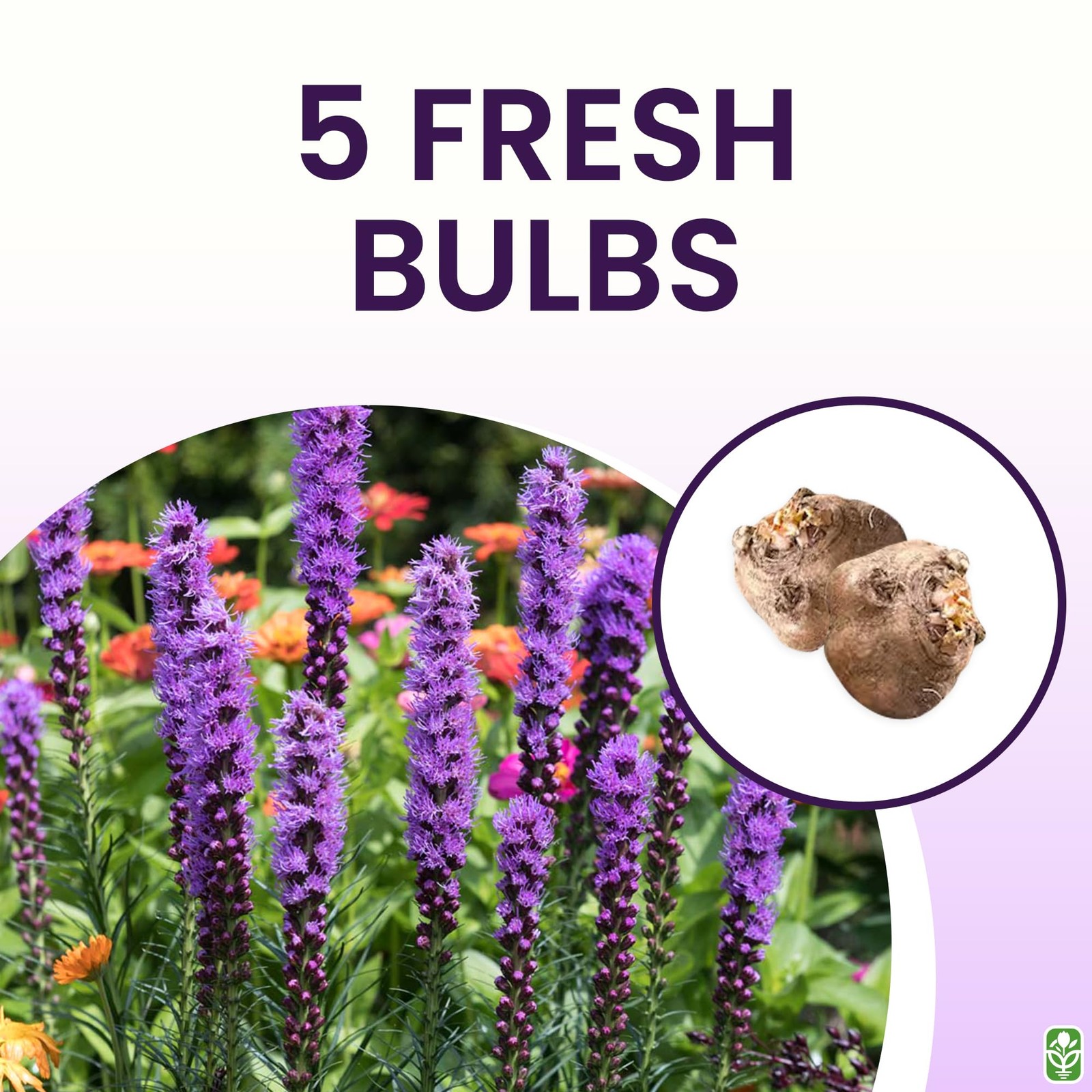 Purple Blazing Star Liatris Spicata Flower Bulbs – 5 Pack Perennial Gayfeather