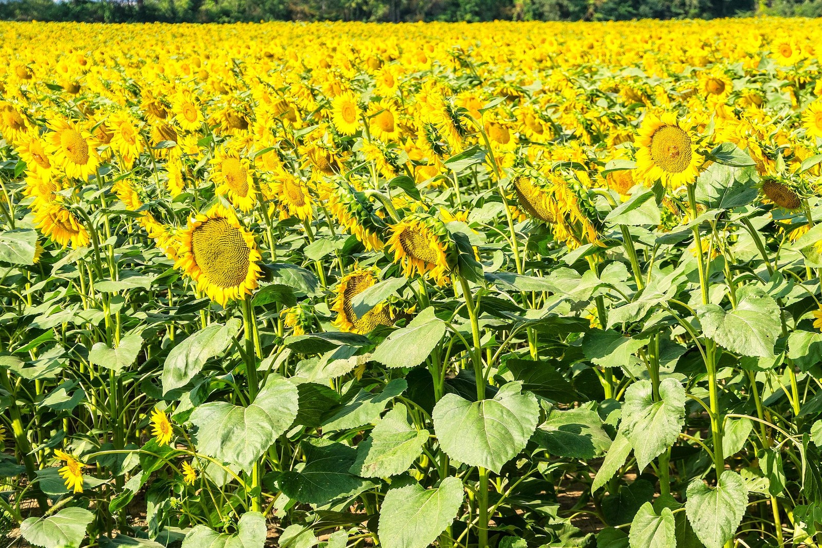 Skyscraper Sunflower (Mongolian Giant) Seeds – For 2026 Planting 12 to 14 Feet