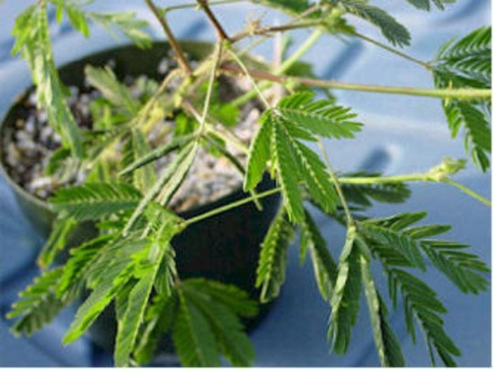 20 Sensitive Plant Seeds- Mimosa Pudica