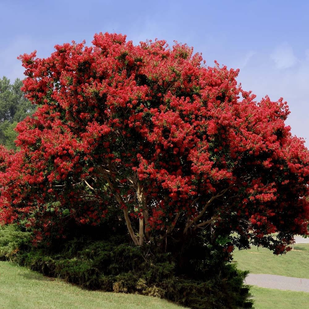 3 Red Crape Myrtle 12-18″ Tall Starter Shrub Bare Root