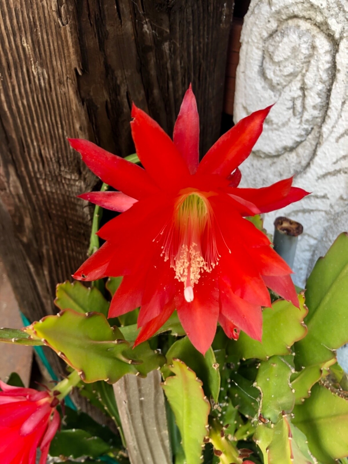 3 cuttings of Red epiphyllum Ackermannii orchid cactus each 5 to 8 inches long