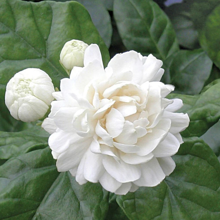 Arabian Jasmine Plant – 6-10″ Tall – 3.5″ Pot – Fragrant White Flowering Plant