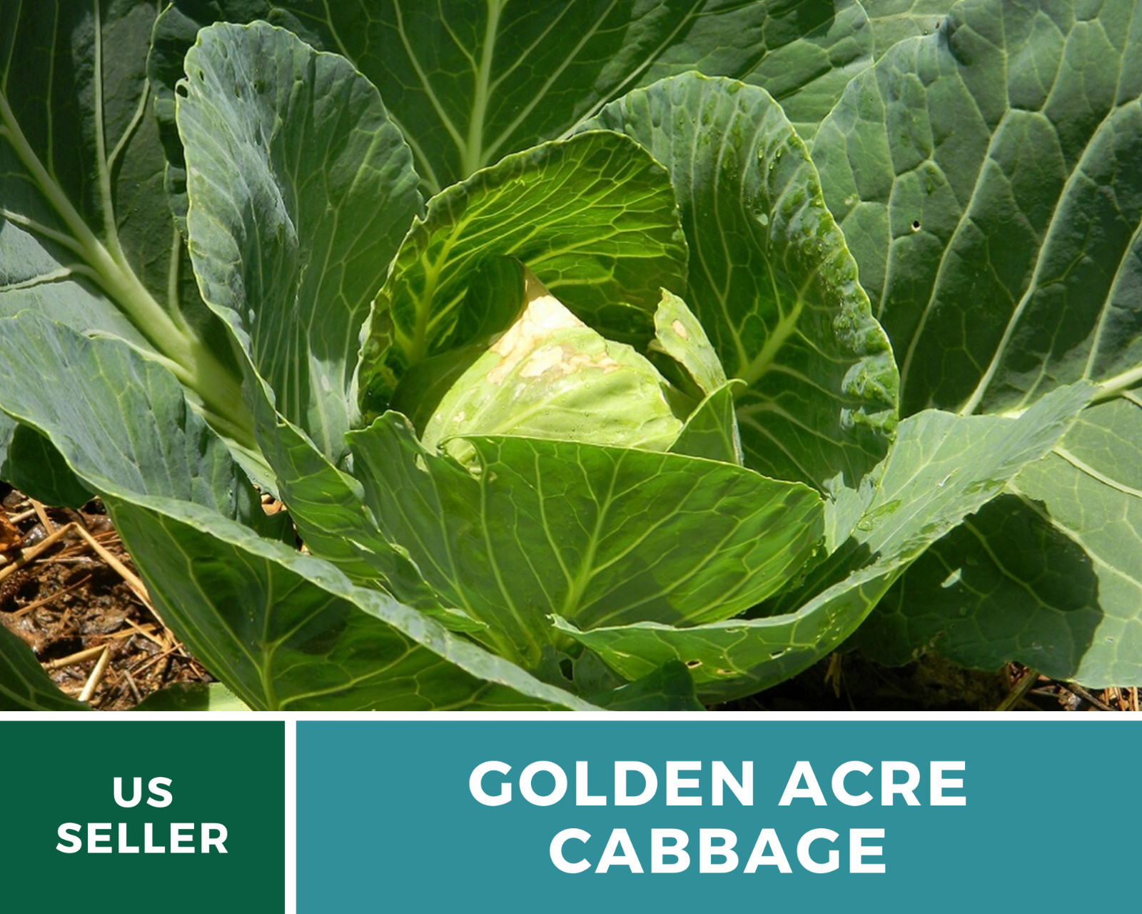 Cabbage, Golden Acre – 200 Seeds – Sow Spring & Summer – Heirloom – NonGMO