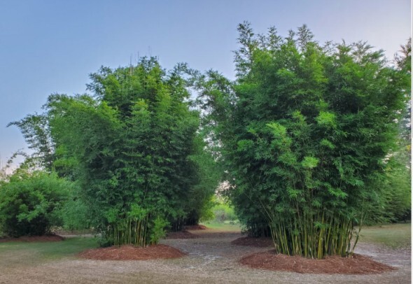 Seabreeze bamboo seeds ( 50 Seeds ) Bambusa Malingensis