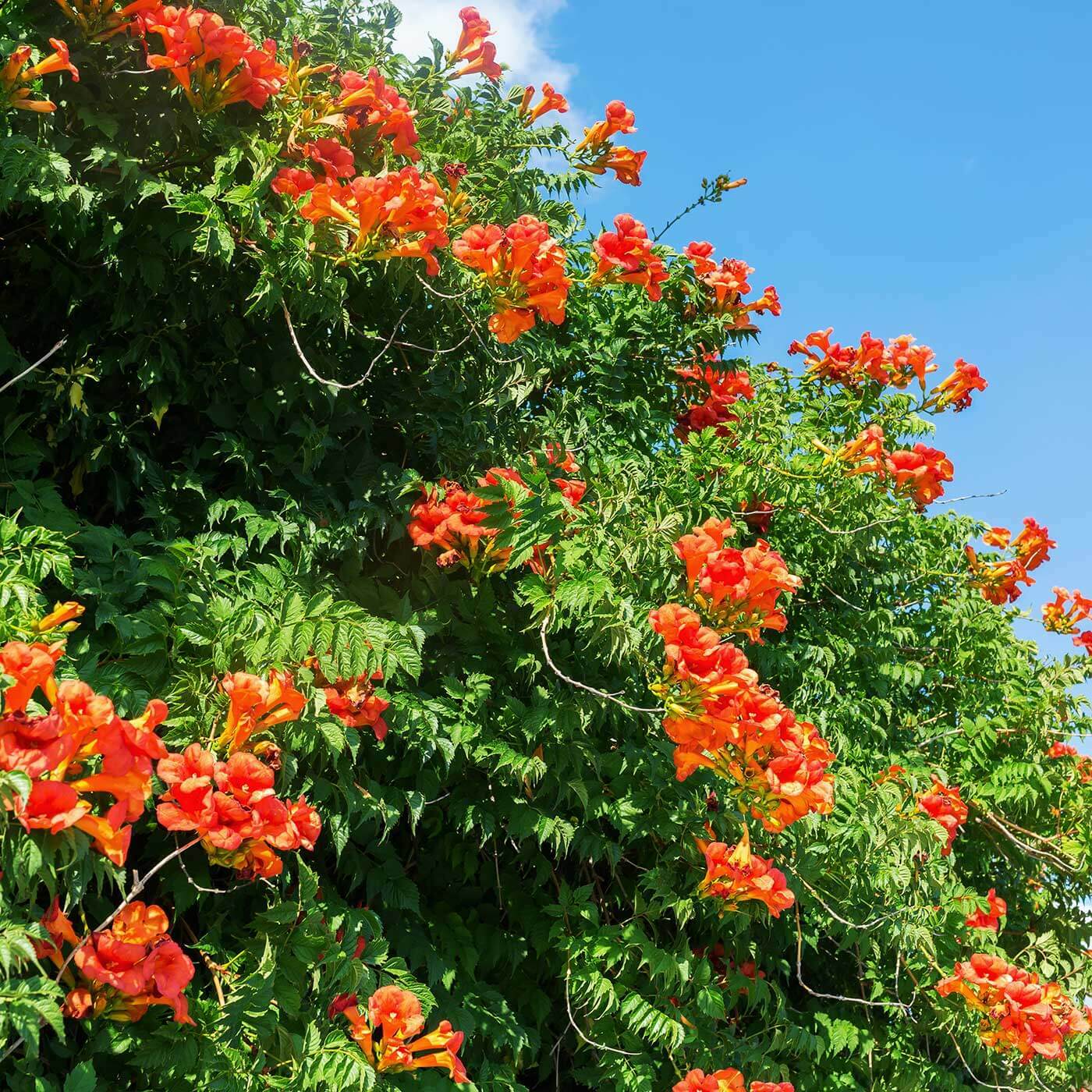 **Cape Honeysuckle**Tecomaria Capensis**STARTER PLANT**Birds & Butterfly Love It