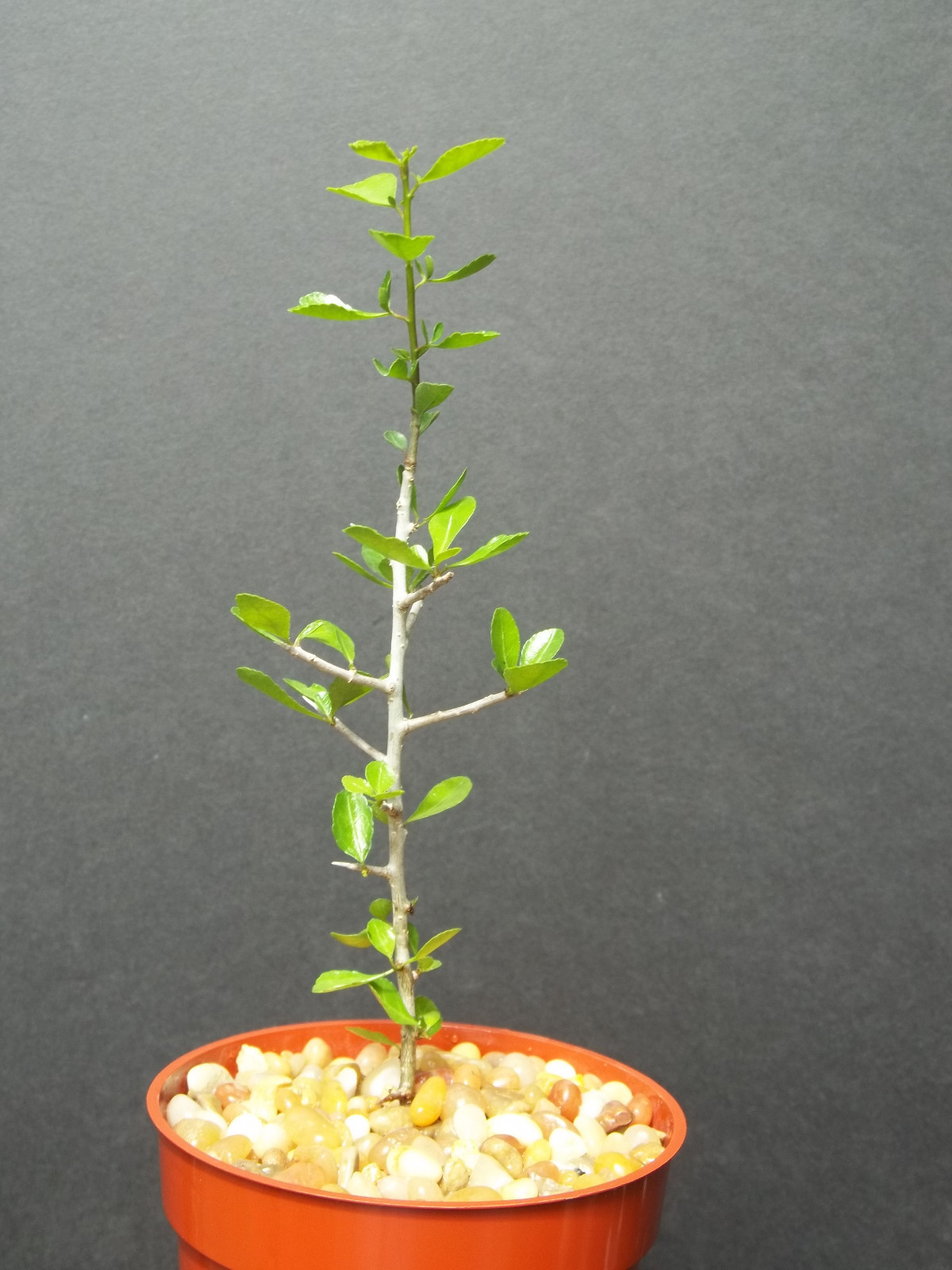 Commiphora simplicifolia, guggul myrrh tree exotic caudex mukul bonsai 4″ plant