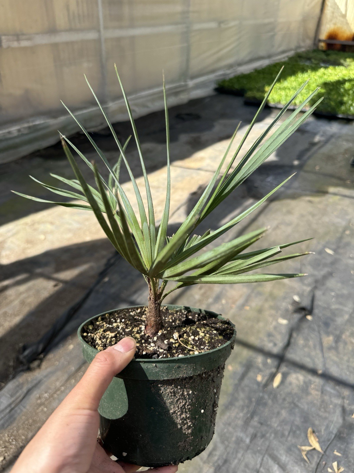 🌴 Atlas Mountain Palm – Chamaerops humilis var. cerifera – Blue Mediterranean